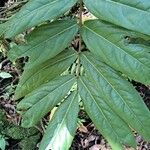 Cnestis polyphylla Leaf