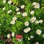 Nipponanthemum nipponicum Blomst