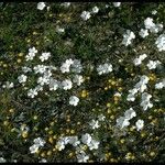 Linanthus dichotomus Συνήθη χαρακτηριστικά