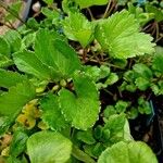 Ligusticum scothicum Leaf