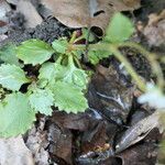 Saxifraga virginiensis Leaf