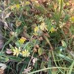 Trifolium dubium Fiore