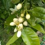 Citrus maxima Fruchs