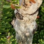 Abies koreana Bark