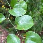 Smilax glauca ഇല