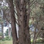 Cupressus torulosa Habit