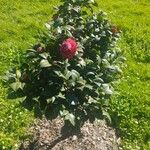 Camellia japonica Habit