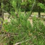 Cupressus lusitanica Φύλλο