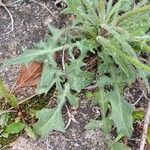 Crepis foetida Folla