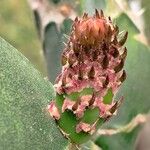 Opuntia dillenii Liść