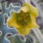 Citrullus colocynthis Flor