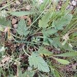 Erodium laciniatum Folio