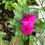 Catharanthus roseusFlower