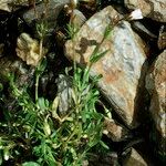 Cerastium cerastoides Habit