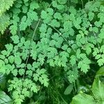 Thalictrum foetidum Лист