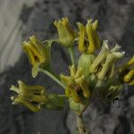 Asclepias subulata Virág