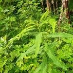 Sesbania herbacea Leaf