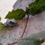 Rubus bifrons Φύλλο