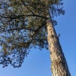 Pinus nigra Συνήθη χαρακτηριστικά