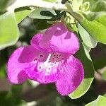Agalinis purpurea Flower