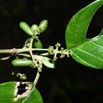 Malanea hypoleuca Fruit