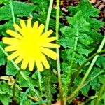 Aposeris foetida Flor