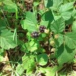 Rubus caesiusFruto