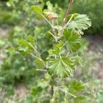 Ribes cereum Лист