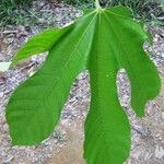 Sterculia kayae 葉