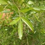 Lithraea molleoides Hoja