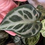 Anthurium crystallinum List