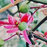 Capparis decidua Fruit