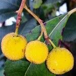 Arbutus unedo 果