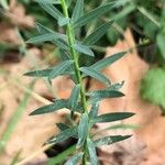 Linum bienne Feuille