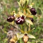 Ophrys provincialis Blüte