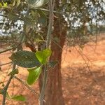 Balanites aegyptiaca Leaf