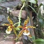 Phalaenopsis cornu-cervi Blomma