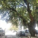 Quercus ithaburensis Агульны выгляд