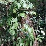 Monstera dissecta পাতা