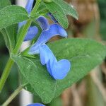 Salvia patens Ліст