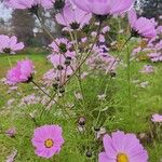 Cosmos bipinnatus Fula