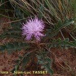 Klasea pinnatifida Habit