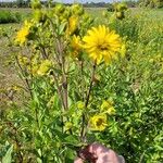 Silphium integrifolium ফুল