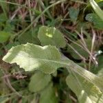 Tephroseris longifolia Leaf
