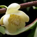 Schisandra grandiflora Blomst