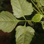 Urvillea ulmacea Leaf