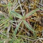 Armeria canescens Habitus