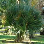 Sabal palmetto 葉