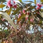 Eucalyptus leucoxylon Blad