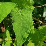 Salvia patens Leaf